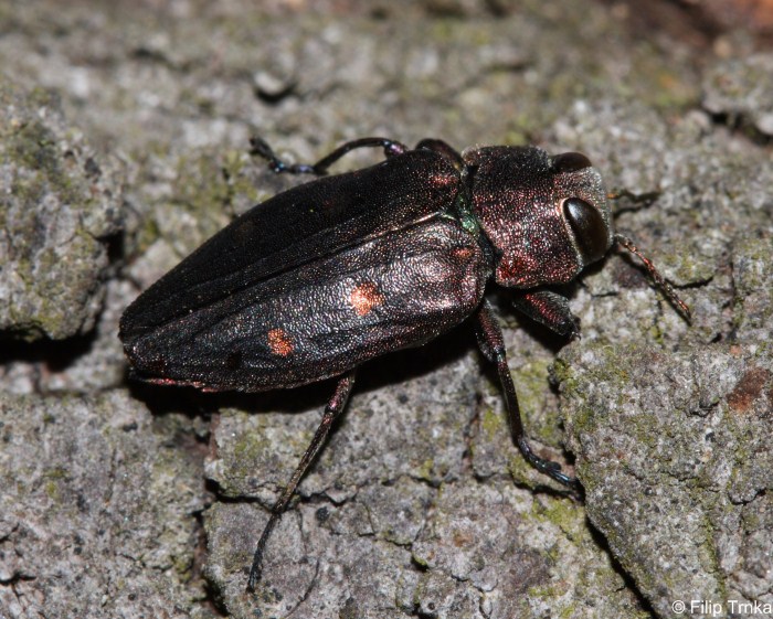 Chrysobothris affinis krasec šestitečný Buprestidae krascovití