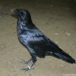 corvus_corax2