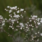 gypsophila_paniculata2