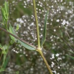 gypsophila_paniculata3