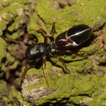 leptorchestes_berolinensis3