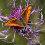 lycaena_dispar1