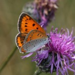 lycaena_dispar2