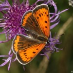 lycaena_dispar3