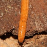 polyzonium_germanicum3