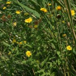 pulicaria_dysenterica1