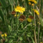 pulicaria_dysenterica2