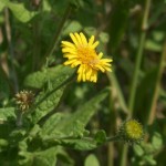 pulicaria_dysenterica3