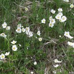 Anemone sylvestris 1