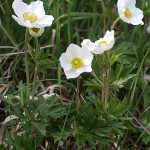 Anemone sylvestris 2