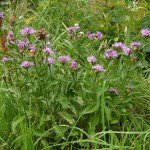 Centaurea jacea subsp. jacea 1