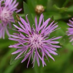 Centaurea jacea subsp. jacea 2