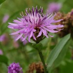 Centaurea jacea subsp. jacea 3