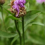 Centaurea jacea subsp. jacea 4