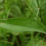 Centaurea jacea subsp. jacea 5