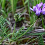 astragalus_danicus_2