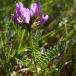 astragalus_danicus_3