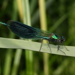 calopteryx_splendens1