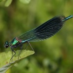 calopteryx_splendens2