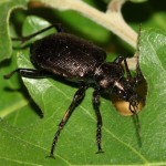 calosoma_inquisitor1