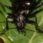 calosoma_inquisitor2