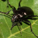 calosoma_inquisitor3