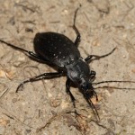 carabus_hortensis1