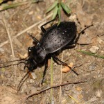 carabus_hortensis2