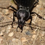 carabus_hortensis3