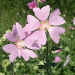 lavatera_thuringiaca1