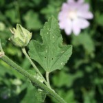 lavatera_thuringiaca2