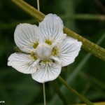 parnassia_palustris1