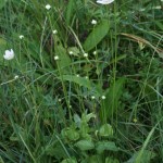 parnassia_palustris2