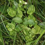 parnassia_palustris3