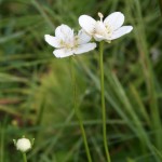 parnassia_palustris4