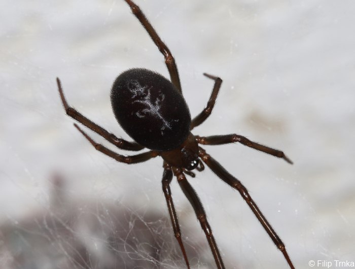 Steatoda grossa snovačka domácí Theridiidae snovačkovití Natura