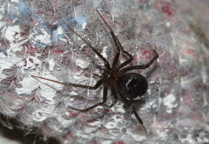 Steatoda grossa snovačka domácí Theridiidae snovačkovití Natura