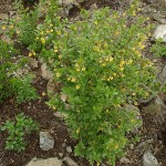 Berberis vulgaris 1