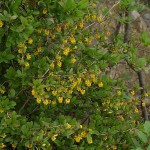 Berberis vulgaris 2