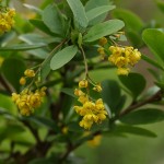 Berberis vulgaris 3