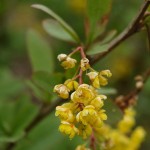 Berberis vulgaris 4