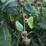 arctium_nemorosum1