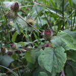 arctium_nemorosum2