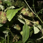 arctium_nemorosum3