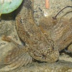 cottus_poecilopus1