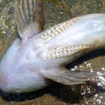 cottus_poecilopus2