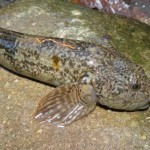 cottus_poecilopus3