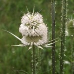 dipsacus_laciniatus1