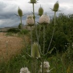 dipsacus_laciniatus2