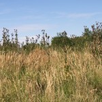 dipsacus_laciniatus3